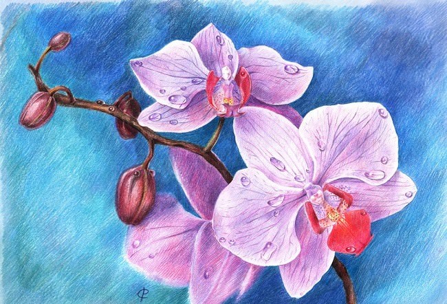 Рисунки орхидеи для срисовки (25 фото)