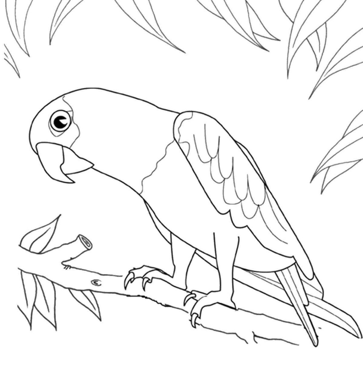 Рисунки попугаев для срисовки (100 фото)
