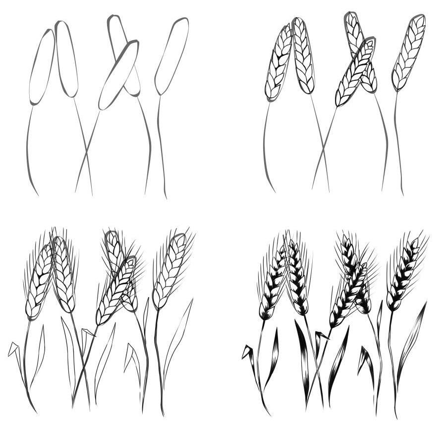 Рисунки пшеницы для срисовки (30 фото)