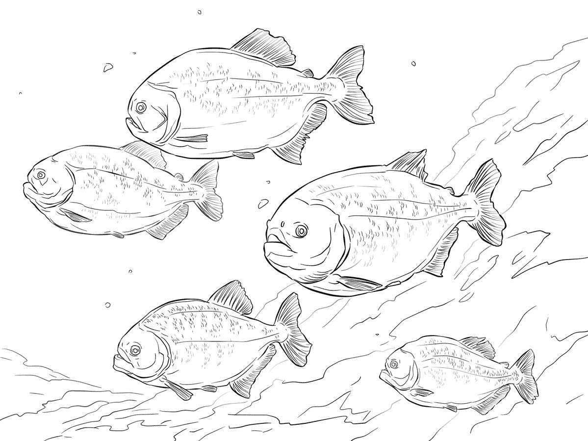 Рисунки рыбы для срисовки (70 фото)