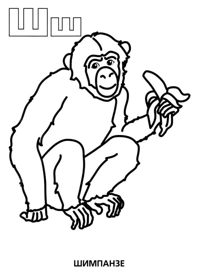 Рисунки шимпанзе для срисовки (20 фото)