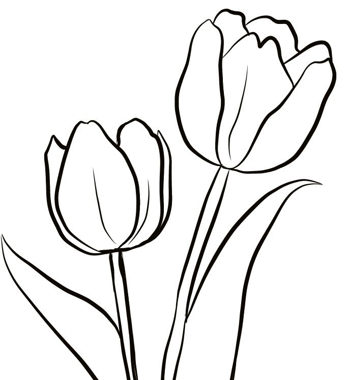 Рисунки тюльпанов для срисовки (35 фото)
