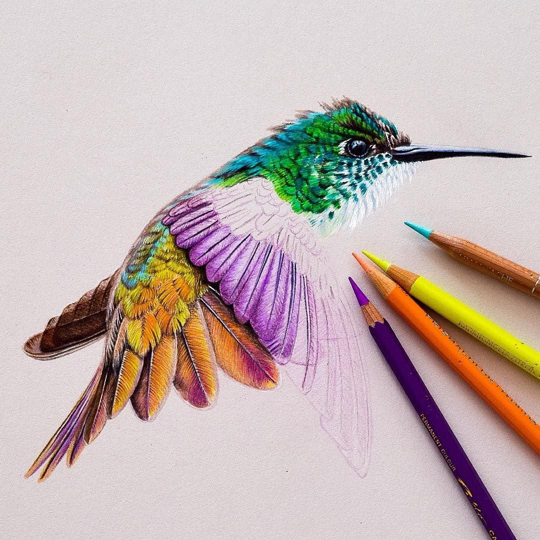 Рисунки цветными карандашами для срисовки (100 фото)