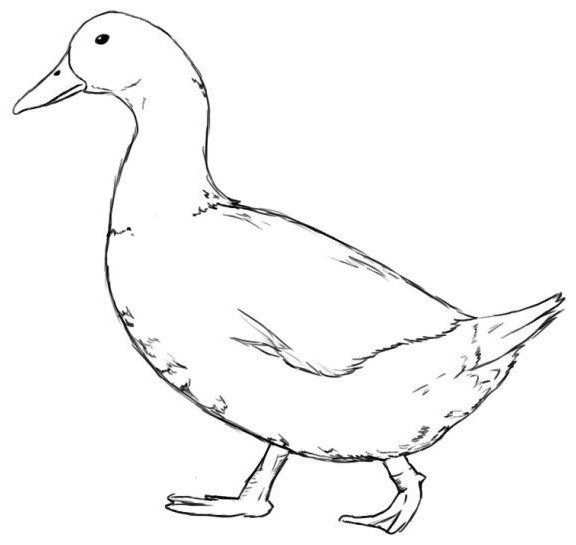 Рисунки утки для срисовки (35 фото)