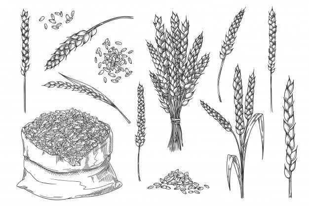 Рисунки зерна для срисовки (20 фото)