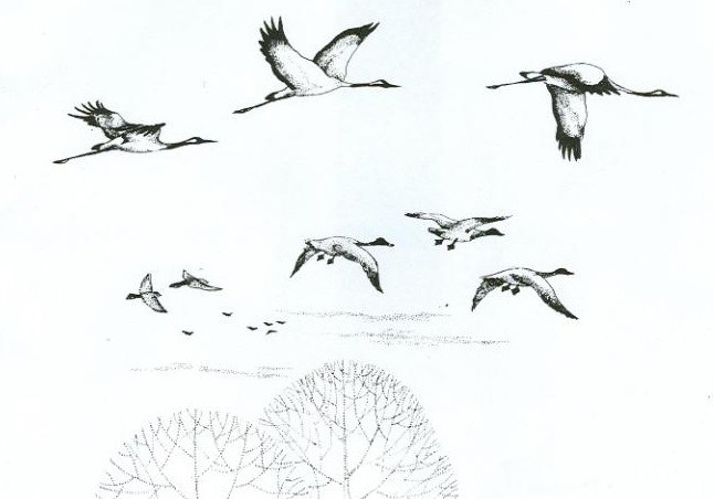 Рисунки журавли летят для срисовки (20 фото)
