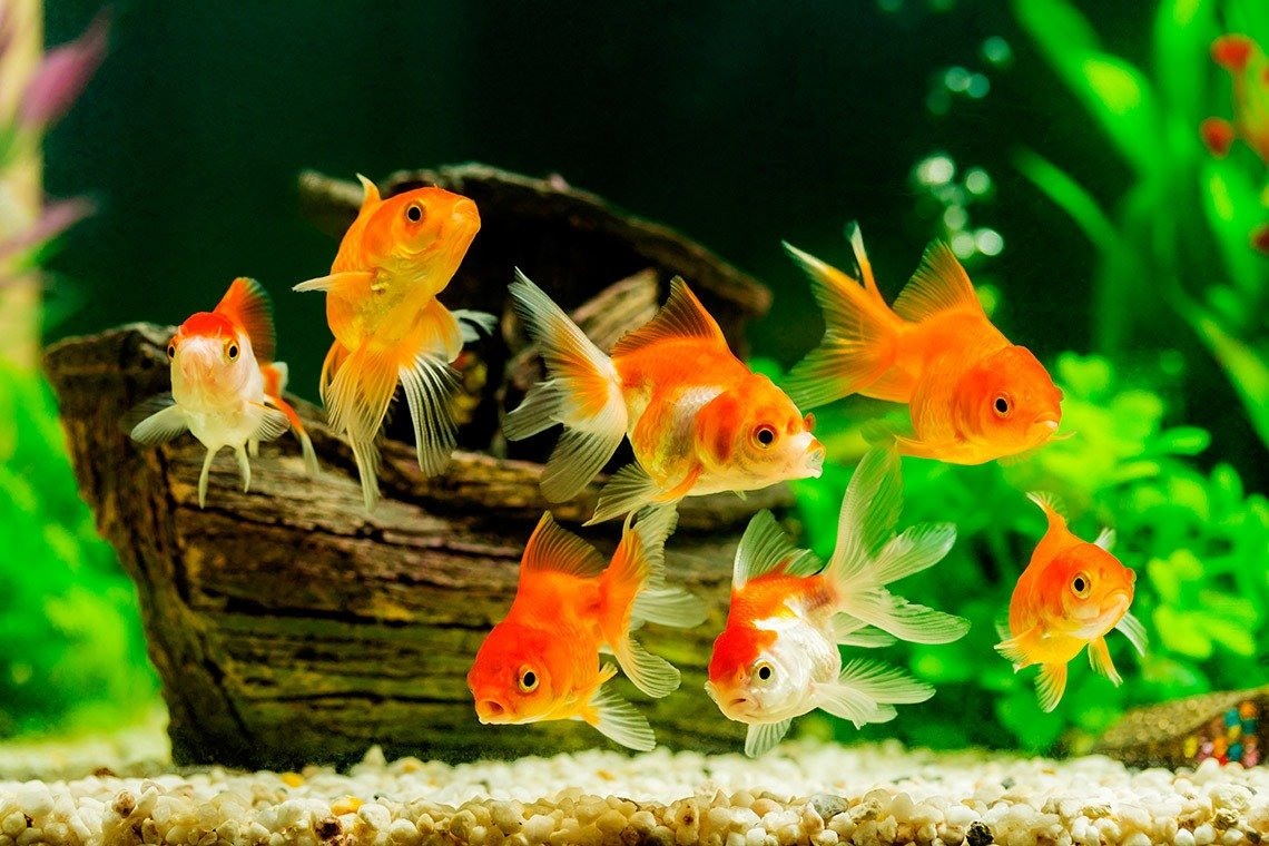 Рыбки в аквариуме - красивые картинки (100 фото)