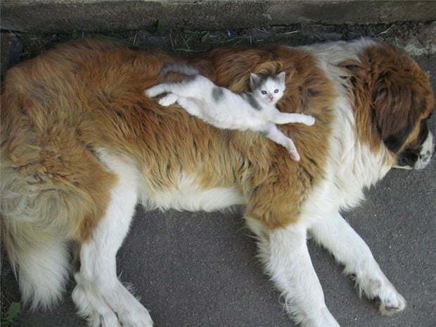 Самые смешные картинки кошек и собак (30 фото)