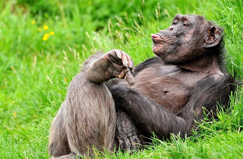 Шимпанзе - красивые картинки (100 фото)