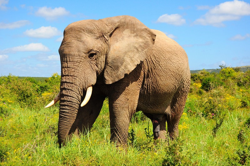 Слоны - красивые картинки (100 фото)