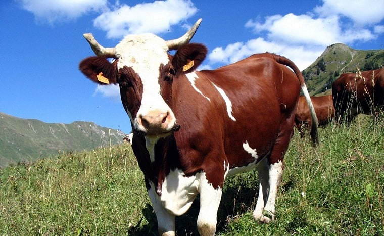 Смешные и прикольные картинки про коров (32 фото)