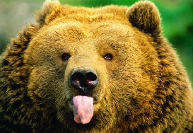 Смешные картинки с медведями (30 фото)