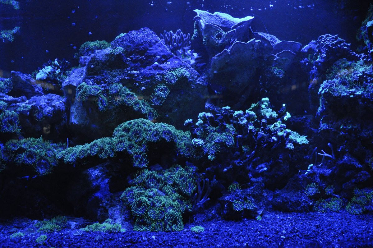 Темно-синий фон для аквариума (75 фото)