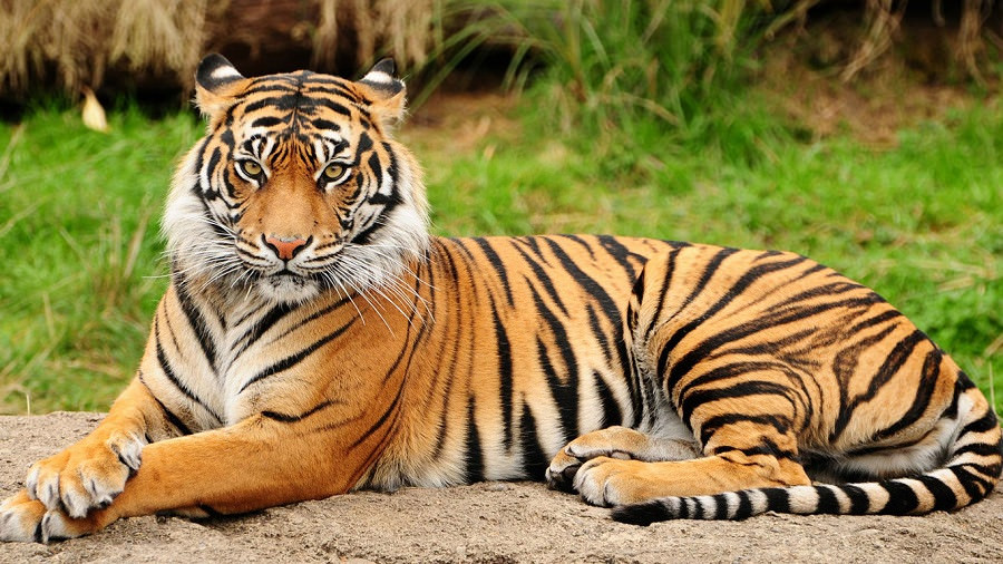 Тигры - красивые картинки (100 фото)