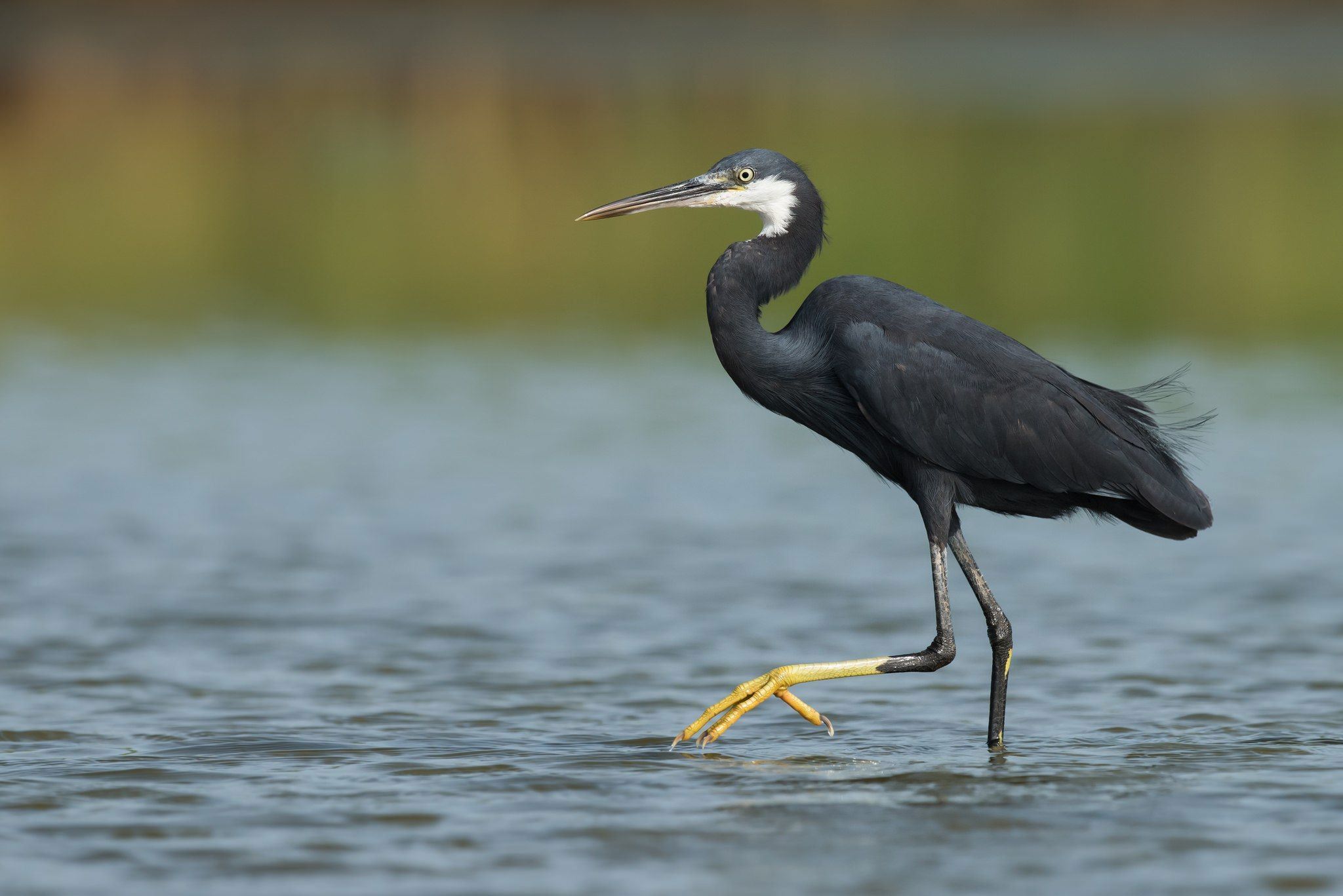 Я чаплю. Egretta gularis. Желтоклювая цапля. Цапля выпь. Детеныш желтоклювой Цапли.