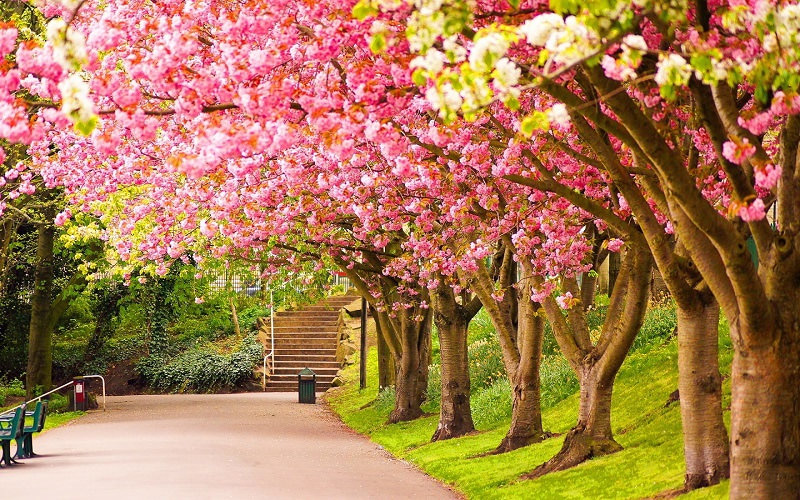 Цветущие деревья - красивые картинки (100 фото)