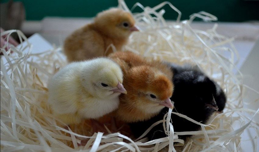 Купить В Омске Цыплят Цветных