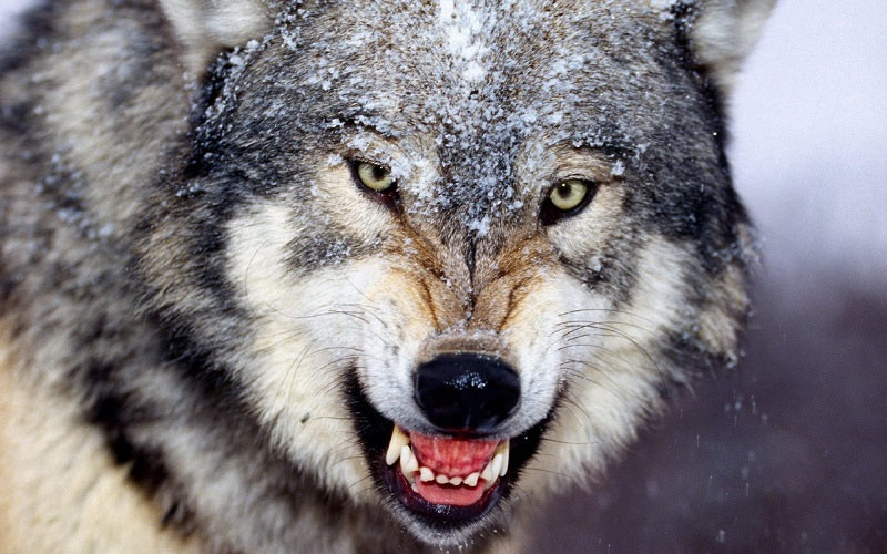 Волки - красивые картинки (100 фото)