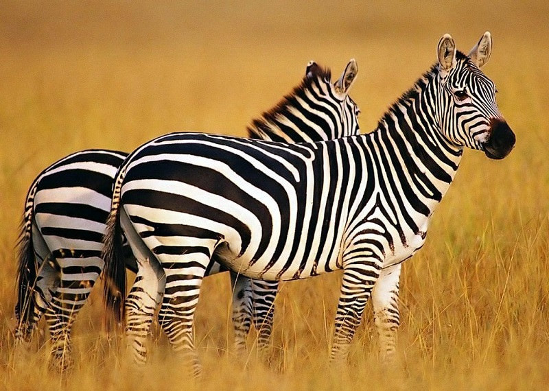 Зебры - красивые картинки (100 фото)