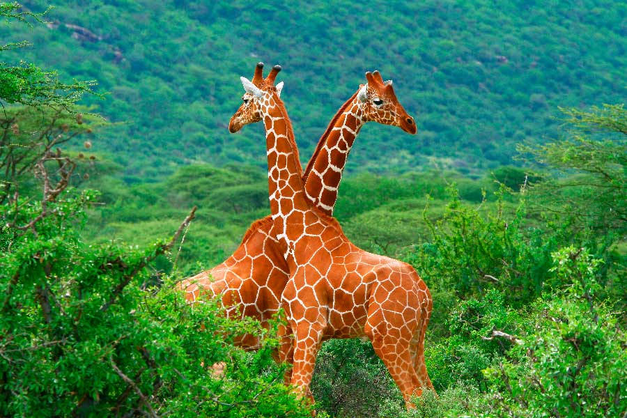 Жирафы - красивые картинки (100 фото)
