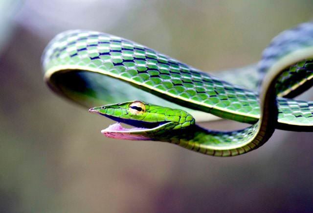 Змеи - красивые картинки (100 фото)